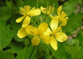 Advantages and disadvantages of using celandine for warts